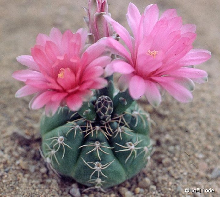 Gymnocalycium denudatum 'Jan Suba' ©JL